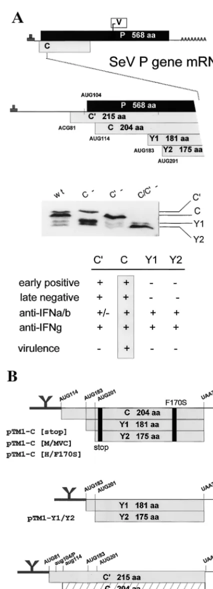 FIG. 1. (A) The SeV P gene expresses four C proteins. The unedited P genemRNA is shown at the top and its three ORFs (P, C, and V) are shown as