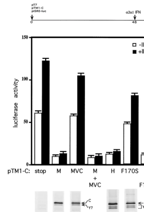 FIG. 2. Effect of wild-type and mutant C gene expression on IFN-�to pISRE-luc. Parallel cultures of BF cells were transfected with 1.5 signalingg of pT7