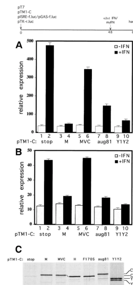 FIG. 3. Effects of the various C proteins on IFN-. The cultures were thena short line which connects the MVC and H lanes
