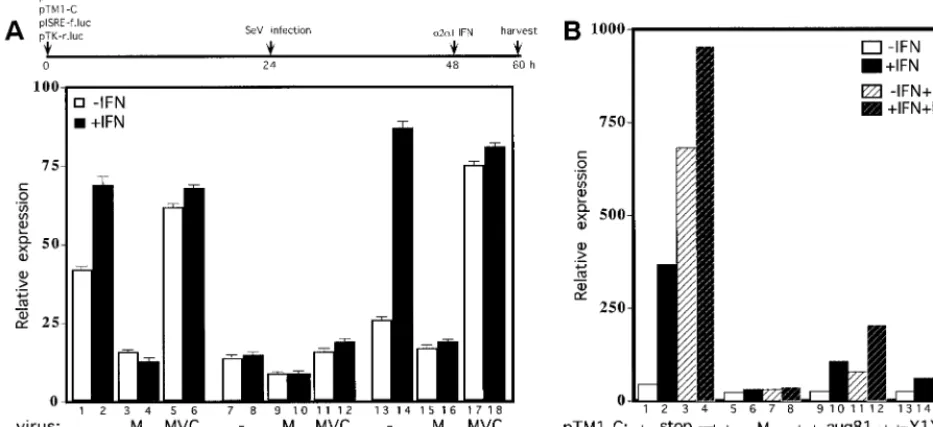 Fig. 4A, transfected cultures without C protein expression(Cstop) again expressed relatively high levels of ﬁreﬂy luciferasewithout IFN treatment