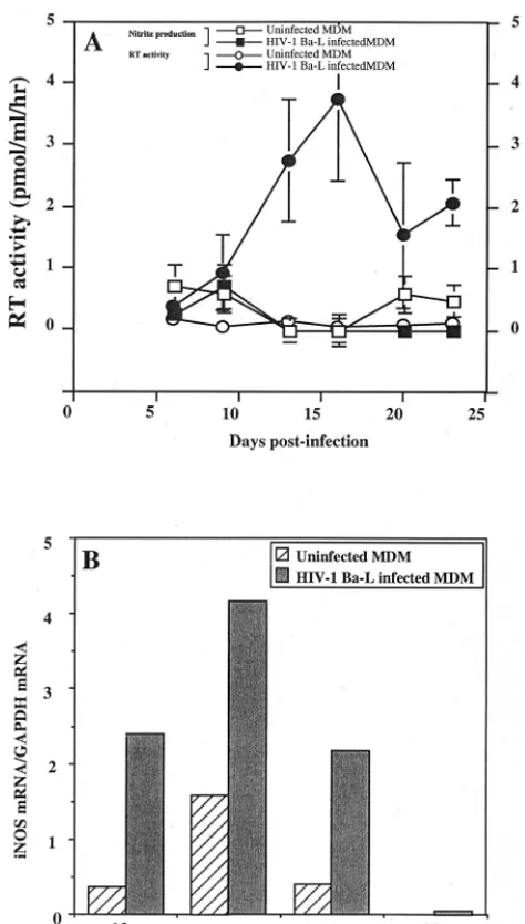 FIG. 1. Effects of HIV-1 Ba-L replication on iNOS mRNA transcription and2� production in human MDM cultures
