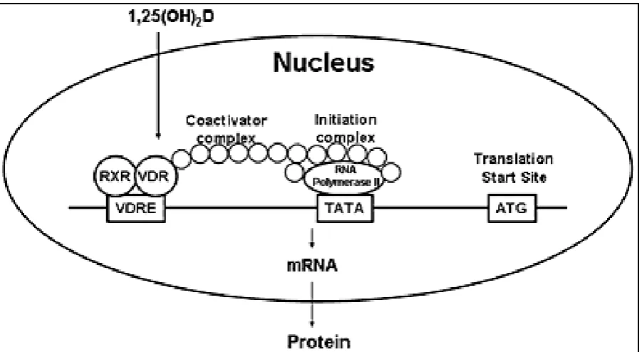 Fig 2: Molecular action of Vitamin D:1,25 dihydroxy vitamin D3 bind to Vitamin D receptor(VDR) and then complexes with Retinoid x receptor