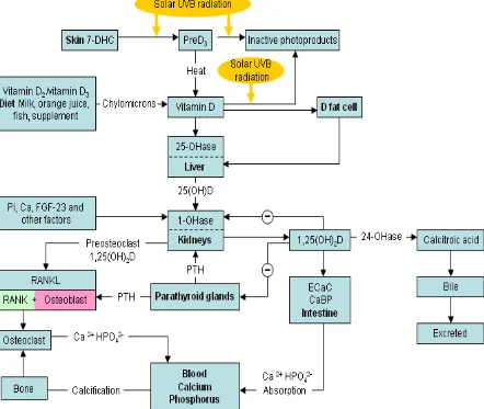 Fig 1:Diagramatic representation of  Vitamin D metabolism.