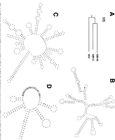 FIG. 2. (A) Phylogenetic relationship of the 3-NTR sequences of GBV-C, GBV-B, and HCV