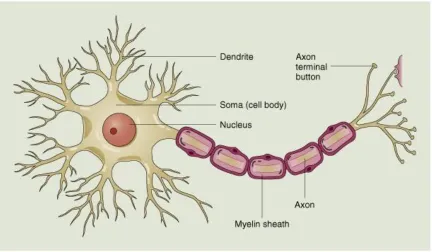Figure 6: Diagram of a neuron (Jrious) 