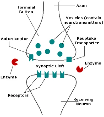 Figure 7: Structure of a synapse (Purse) 