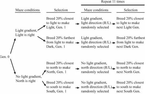 Figure   2:   A flow chart of the artificial selection protocol. “Gen. 0”, or generation 0, is the original population of flies