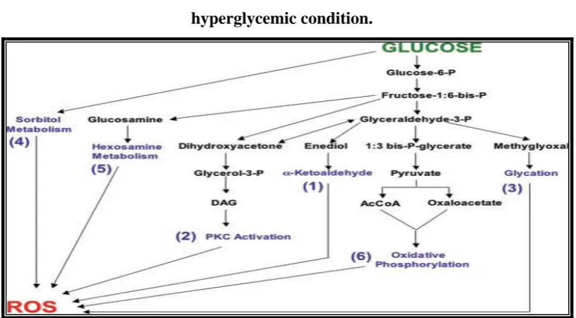 Figure 1:Reactive oxygen species generated during  