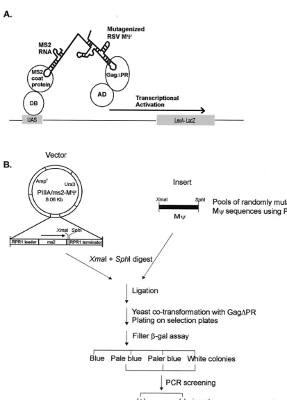 FIG. 1. (A) Schematic diagram of a yeast three-hybrid system. The speciﬁc binding of MS2-RSV M�protein expression plasmid and was plated on the plates lacking Ura and Leu to select both plasmids