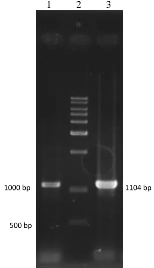 Fig. 1. Phylogenetic analysis based on the 16S rDNA sequences from joining model was employed for the tree construction, and bootstrap values were obtained with 1000 repetitions