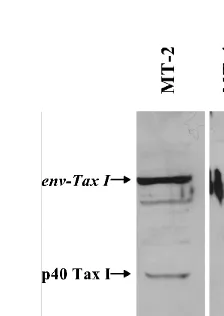 TABLE 2. Tax I activity in MT-2 and MT-4 cellsa