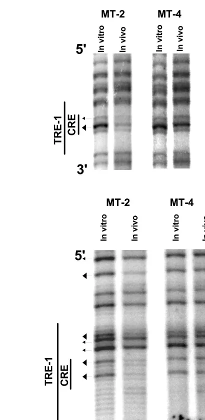 FIG. 5. In vivo DMS footprinting of the upper strand of the promoter-central(A) and promoter-proximal (B) TRE-1s