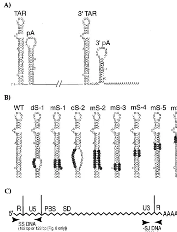 FIG. 1. (A) Diagram of the RNA secondary structures located at the 5�Abbreviations: SS, strong stop;(pA) are indicated