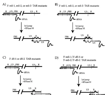 FIG. 5. Diagram of the ﬁrst-strand transfer of reverse transcription with some of the R mutants used in this study
