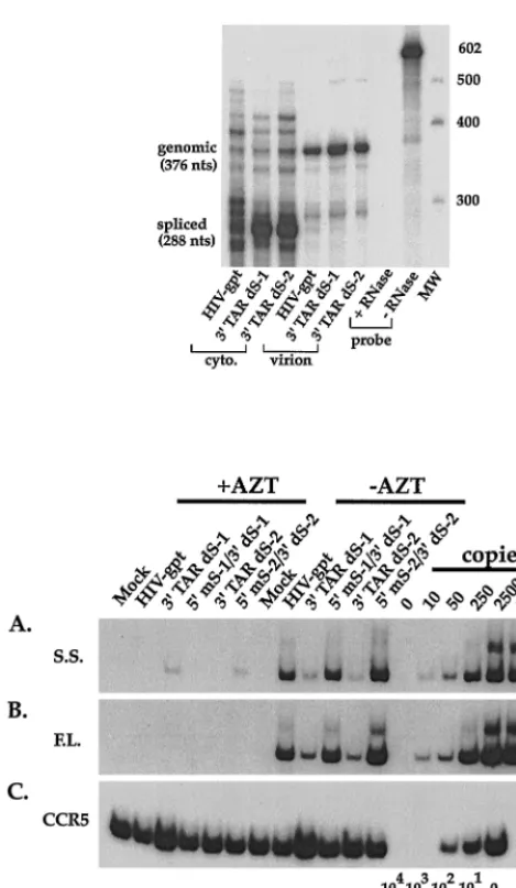 FIG. 7. Infectivities of the 3�compared to that of the wild-type HIV-gpt. Infectivities of the constructs areexpressed as the TAR dS-1 and 5� TAR mS-1/3� dS-1 mutants gpt� CFU per microgram of the viral capsid protein p24 on HOScells