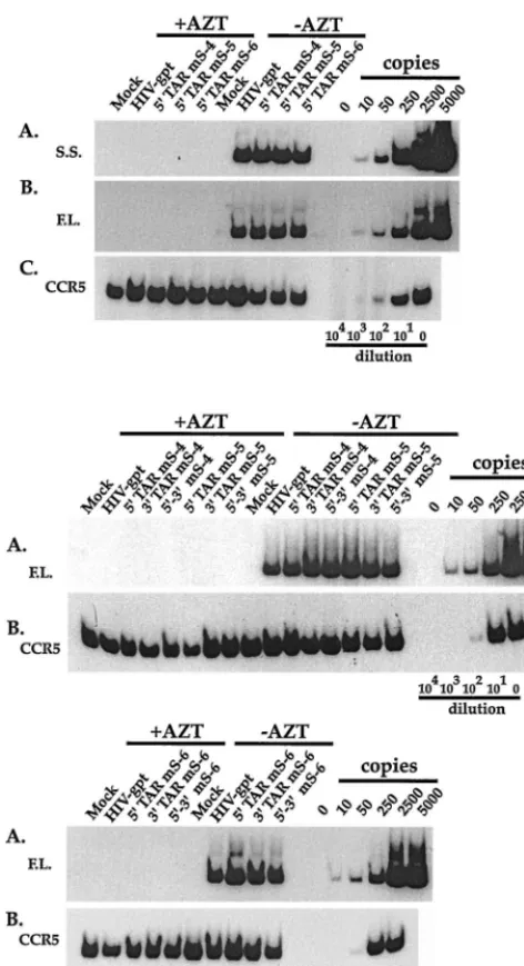 FIG. 9. Infectivities of the mS-4, mS-5, and mS-6 series mutants compared tothat of the wild-type HIV-gpt