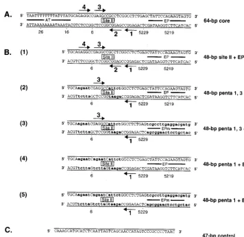 FIG. 1. Sequences of the 64-bp core oligonucleotide and a set of oligonucleotides derived from the site II �additional transition mutations have replaced the EP region (symbolized by lowercase bold letters)