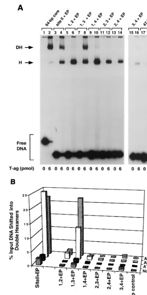 FIG. 2. Representative gel mobility shift assay used to determine the se-quence requirements for double hexamer formation on the two pentanucle-