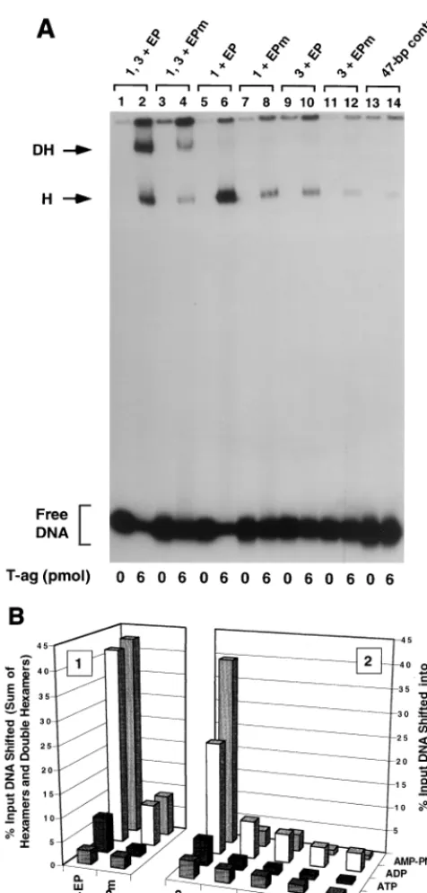 Fig. 3B).Further characterization of hexamer and double-hexamerformation on the penta 1, 3 � EP assembly unit