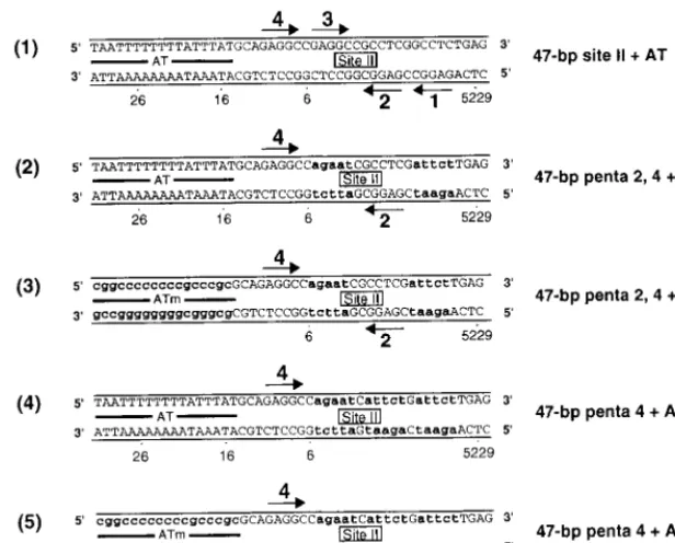 FIG. 4. Sequences of the site II �the arrows depict the four GAGGC pentanucleotides that serve as recognition sites for T-ag