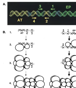 FIG. 8. A model illustrating the relative positions of the penta 1, 3 EP assembly unit is shown in green, while the penta 2, 4on transmission electron microscopy studies reported by Valle et al