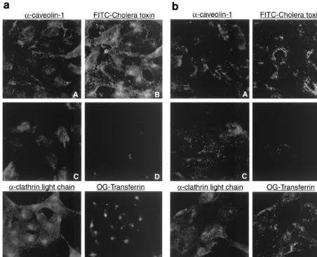 FIG. 1. (a) Uptake of cholera toxin and transferrin into control and nystatin-treated NIH 3T3 cells