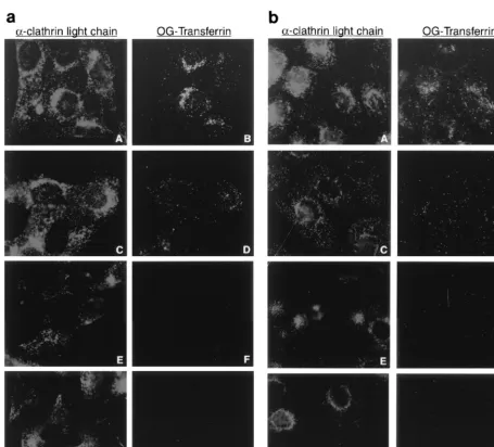 TABLE 2. Effect of NH4Cl treatment on polyomavirus infectivity