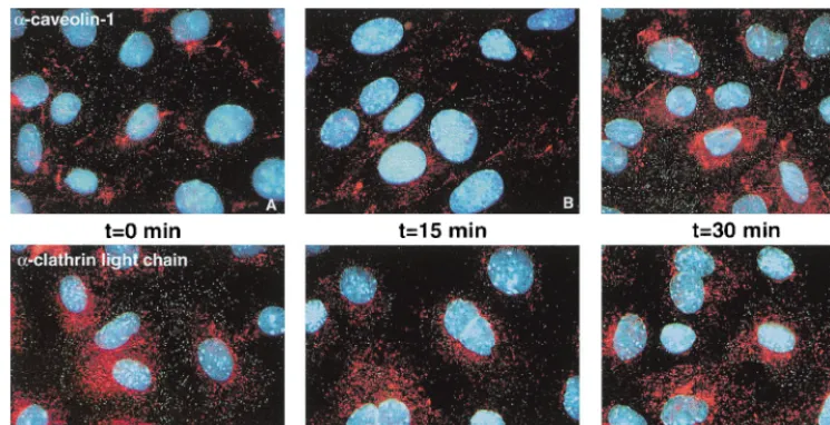 FIG. 4. Uptake of cholera toxin and transferrin into wild-type (WT) and K44A mutant dynamin I-expressing NIH 3T3 cells