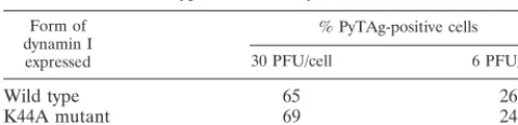 TABLE 5. Ability of polyomavirus to infect cells expressing wild-type or mutant dynamin I
