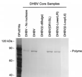 FIG. 2. Detection of polymerase within intracellular cores. Cytoplasmic ex-tracts enriched for intracellular core particles were prepared from transfected