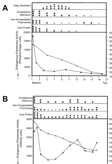 FIG. 6. The nonencapsidated polymerase is tightly bound to a large cytoplasmic structure