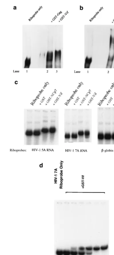 FIG. 2. Gel shift assay to analyze the interaction between Vif and RNA. (aand b) GST-Gag and GST-Vif (10 pmol) were allowed to bind with the HIV-1