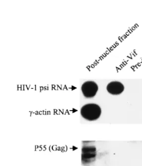 FIG. 5. Binding between Vif and HIV-1 RNA analyzed by coimmunopre-cipitation assay. Fraction 8 in the -RNase A panel in Fig