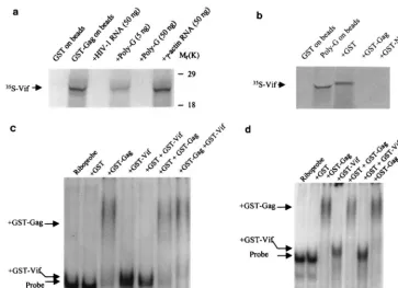 FIG. 8. Localization of RNA binding sites in the Vif protein. The vif35S-labeled Vif fragments were then in vitro translated and allowed to bind with poly(G)-conjugated agarose beads