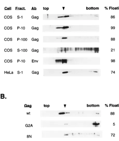 Figure 2 shows a z stack of wt Pr55Gagcells transfected with pGag-EGFP (top). The wt Pr55 expressed from liveGag dis-played a punctate pattern localized at the cell surface; the