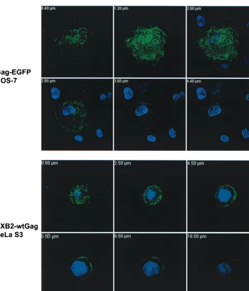 FIG. 2. Immunoﬂuorescence of Pr55GagGag-EGFP and stained with Hoechst as described in Materials and Methods
