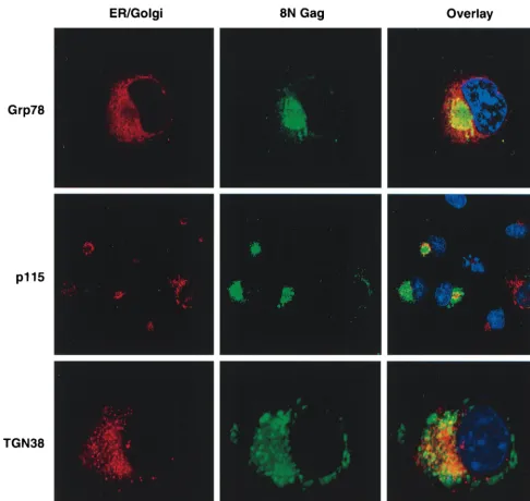 FIG. 4. Intracellular localization of 8N Gag and costaining with ER and Golgi markers