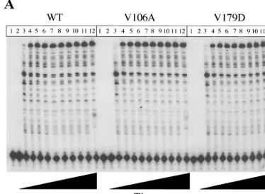 FIG. 2. Processivities of RNA- and DNA-dependent DNA polymerization byNNRTI-resistant mutant RTs
