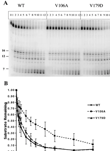 FIG. 4. RNA 5�as described in Materials and Methods. Lane-end-directed RNase H activity of wild-type, V106A, and V179D RTs