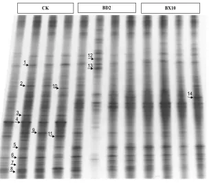 Figure 4. Phylogenetic relationship among the 16S rRNA gene sequences from denaturing gradient gel electro- phoresis (DGGE) fingerprint in Figure 3 