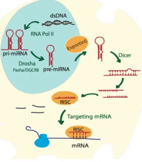 Figure 1-3 miRNA biogenesis 