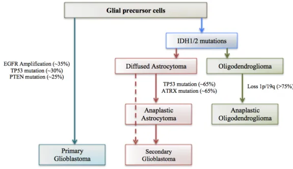 Figure 1-9 Genetic pathways to primary and secondary glioblastoma 
