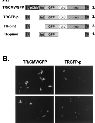 FIG. 1. (A) Plasmids used for transfection. All promoterless plasmids are derived from TR-CMV-GFP by restriction digest deletion of the regions indicated.TR-CMV-GFP was made from pTRUF 2 (39), a kind gift from N