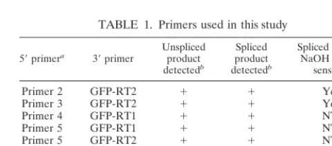 TABLE 1. Primers used in this study
