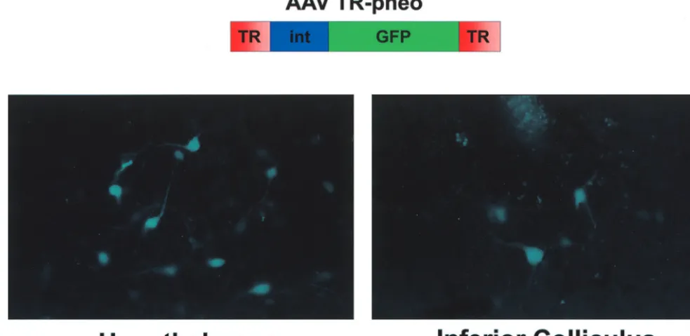FIG. 4. In vivo expression of TR-driven GFP. Virus made from a TR-pneo (AAV TR-pneo) was injected into the inferior colliculus and the hypothalamus of rats;2 weeks later, the brains were sectioned and analyzed for GFP ﬂuorescence by ﬂuorescent microscopy