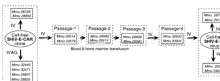 FIG. 1. Plan for analysis and serial passage of the SHIV-E-CAR clone in rhesus macaques