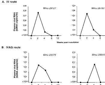 FIG. 4. Plasma viral loads in juvenile rhesus macaques inoculated i.v. and IVAG with serially passaged SHIV-E-P4