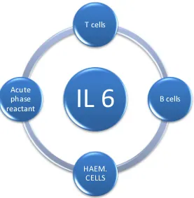 Fig 4: IL 6 and its functions 