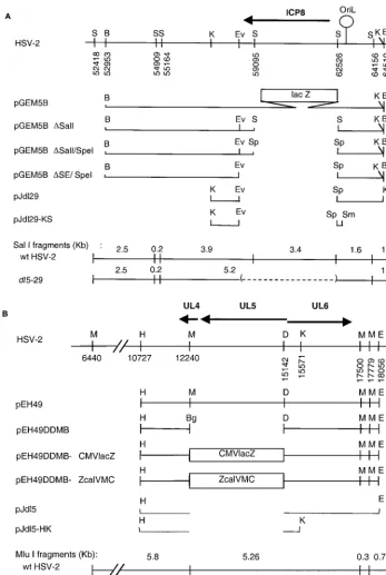 FIG. 1. Plasmids used in this study. (A) UL29 gene plasmids. The top line shows the HSV-2 genome from bp 52000 to 66000