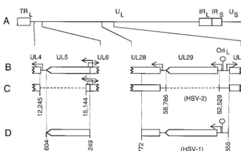 FIG. 2. Genome structure of wt and mutant HSV-2 strains. (A) Genomestructure of the wt virus